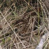 Subantarctic snipe. Adult Auckland Island snipe. Rose Island, Auckland Islands, January 2018. Image &copy; Colin Miskelly by Colin Miskelly