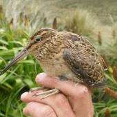 Subantarctic snipe. Juvenile Campbell Island snipe. Monument Harbour, Campbell Island, January 2006. Image &copy; Colin Miskelly by Colin Miskelly