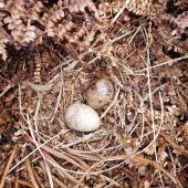 Subantarctic snipe. Auckland Island snipe nest with 2 eggs. Disappointment Island, Auckland Islands, January 2015. Image &copy; Paul Sagar by Paul Sagar