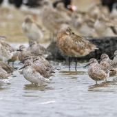 Red knot | Huahou. Mixed flock with bar-tailed godwits - both species developing breeding plumage. Mangere inlet near Ambury Regional Park, February 2014. Image &copy; Bruce Buckman by Bruce Buckman https://www.flickr.com/photos/brunonz/