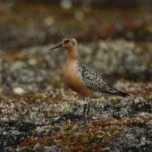 Red knot | Huahou. Adult on breeding grounds - the white flag shows that this bird was originally caught and banded in New Zealand (on the Manukau Harbour, more than 11,000 km away). Bering Sea coast near Meinypilgyno, Chukotka. Image &copy; Sergey Golubev by Sergey Golubev