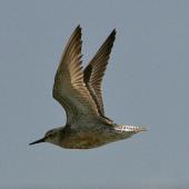 Lesser knot. Ventral view of adult in partial breeding plumage in flight. Kidds Beach. Image &copy; Noel Knight by Noel Knight