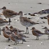 Red knot | Huahou. Adult birds in breeding plumage in front of larger bar-tailed godwits. Motueka Sandspit, February 2012. Image &copy; Rebecca Bowater FPSNZ by Rebecca Bowater  FPSNZ Courtesy of Rebecca Bowater FPSNZwww.floraandfauna.co.nz