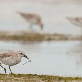 Lesser knot. Non-breeding adult with a crab. Mud Islands, Victoria, Australia, March 2012. Image &copy; Sonja Ross by Sonja Ross