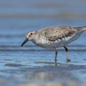 Lesser knot. Non-breeding adult. Foxton Beach and bird sanctuary, September 2014. Image &copy; Roger Smith by Roger Smith
