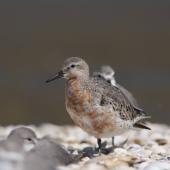 Lesser knot. An overwintering bird that did not migrate to the Arctic, but nevertheless did some breeding plumage moult. Note the lack of evident wear on these feathers. Miranda, September 2008. Image &copy; Phil Battley by Phil Battley
