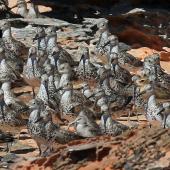 Great knot. Group on shore with other waders including lesser knots (far right), black-tailed godwit and oriental dotterel. Broome, September 2015. Image &copy; Duncan Watson by Duncan Watson