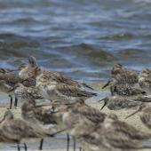Great knot. Adults roosting with bar-tailed godwits. Toorbul, Queensland, January 2018. Image &copy; Oscar Thomas by Oscar Thomas