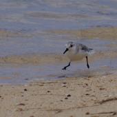 Sanderling. Non-breeding adult running. Mauritius, February 2016. Image &copy; Colin Miskelly by Colin Miskelly