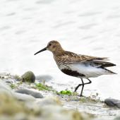 Dunlin. Adult in breeding plumage (European subspecies). Baie de Somme, France, July 2016. Image &copy; Cyril Vathelet by Cyril Vathelet