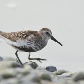 Dunlin. Adult in breeding plumage (European subspecies). Baie de Somme, France, July 2016. Image &copy; Cyril Vathelet by Cyril Vathelet