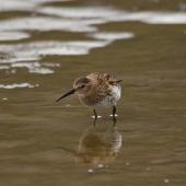 Dunlin. Front view of a juvenile wading. Longyearbyen, Svalbard, August 2015. Image &copy; Cyril Vathelet by Cyril Vathelet