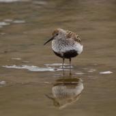 Dunlin. Adult in breeding plumage. Longyearbyen, Svalbard, August 2015. Image &copy; Cyril Vathelet by Cyril Vathelet