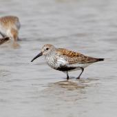 Dunlin. Adult in breeding plumage (subspecies not determined). Rudong, China, April 2010. Image &copy; Phil Battley by Phil Battley