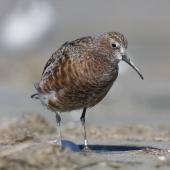 Curlew sandpiper. Adult entering breeding plumage. Note fresh pale tips to underpart feathering. Manawatu River estuary, March 2011. Image &copy; Phil Battley by Phil Battley