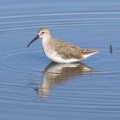 Curlew sandpiper. Adult non-breeding. Tolderol Game Reserve, South Australia, January 2018. Image &copy; John Fennell by John Fennell