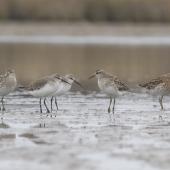 Sharp-tailed sandpiper. Mixed flock of 2 adult sharp-tailed and 2 curlew sandpipers, with juvenile sharp-tailed sandpiper on right. Lake Ellesmere, February 2014. Image &copy; Steve Attwood by Steve Attwood &nbsp;&nbsp;http://www.flickr.com/photos/stevex2/