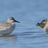 Sharp-tailed sandpiper | Kohutapu. Juvenile (on right, with nonbreeding red knot on left). Waikanae estuary, October 2023. Image &copy; Roger Smith by Roger Smith