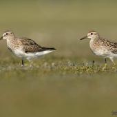 Pectoral sandpiper. Cox's sandpiper (left) with sharp-tailed sandpiper. Lake Ellesmere, November 2016. Image &copy; Michael Ashbee by Michael Ashbee