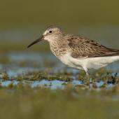 Pectoral sandpiper. New Zealand's first Cox's sandpiper (hybrid pectoral x curlew sandpiper). Lake Ellesmere, November 2016. Image &copy; Michael Ashbee by Michael Ashbee