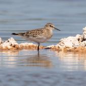 Baird's sandpiper. Non-breeding adult. Lake Walyungup, Western Australia, March 2019. Image &copy; Chris Young 2019 birdlifephotography.org.au by Chris Young