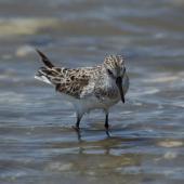 White-rumped sandpiper. Immature in worn plumage. Chincoteague Island, Virginia, USA, May 2015. Image &copy; Roger Smith by Roger Smith