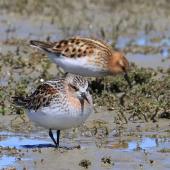 Little stint. Adult in breeding plumage (rear) with red-necked stint (front). Embankment Road Lake Ellesmere, November 2019. Image &copy; Steve Attwood by Steve Attwood © Steve Attwood