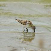 Little stint. Juvenile, wading. Parc du Marquenterre, France, August 2016. Image &copy; Cyril Vathelet by Cyril Vathelet