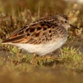 Long-toed stint. Non-breeding adult. Lake Ellesmere, January 2023. Image &copy; Adam Colley by Adam Colley