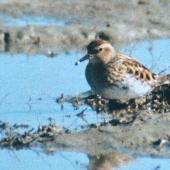 Long-toed stint. Adult in breeding plumage (1st New Zealand record). Lake Ellesmere, September 1997. Image &copy; Colin Hill by Colin Hill