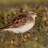 Long-toed stint. Non-breeding adult. Lake Ellesmere, January 2023. Image &copy; Adam Colley by Adam Colley