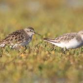 Long-toed stint. Non-breeding adult (left) with red-necked stint. Lake Ellesmere, December 2022. Image &copy; Steve Attwood by Steve Attwood