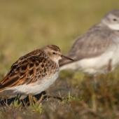 Long-toed stint. Non-breeding adult with wrybill behind. Lake Ellesmere, January 2023. Image &copy; Adam Colley by Adam Colley