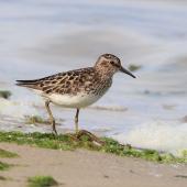 Least sandpiper. Juvenile. Cupsogue Beach County Park, Suffolk County, New York, USA, July 2021. Image &copy; Gail DeLalla by Gail DeLalla