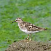 Least sandpiper. Adult. Marine Nature Study Area, Oceanside, Nassau County, New York, USA, May 2018. Image &copy; Gail DeLalla by Gail DeLalla