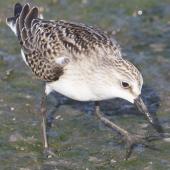 Semipalmated sandpiper. Juvenile, showing the semipalmated toes. Manhattan,  Kansas, USA, August 2014. Image &copy; David Rintoul by David Rintoul