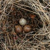 Western sandpiper. Nest with 3 eggs. Chukchi Sea coast, Northern Chukotka, June 2011. Image &copy; Sergey Golubev by Sergey Golubev