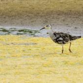Ruff. Adult male losing breeding plumage. Baie de Somme, France, July 2016. Image &copy; Cyril Vathelet by Cyril Vathelet