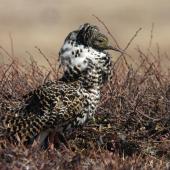 Ruff. Male in breeding plumage displaying. Anadyr, Chukotka, May 2008. Image &copy; Sergey Golubev by Sergey Golubev