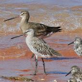 Asiatic dowitcher. Non-breeding adult with black-tailed godwit behind, and great knots. Broome, Western Australia, September 2015. Image &copy; Duncan Watson by Duncan Watson