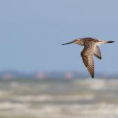 Asiatic dowitcher. Adult in flight. Broome, Western Australia, March 2015. Image &copy; Richard Else by Richard Else