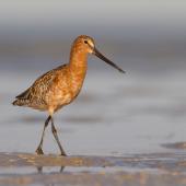 Asiatic dowitcher. Adult in breeding plumage. Broome, Western Australia, May 2015. Image &copy; Richard Else by Richard Else