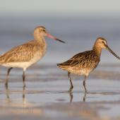 Asiatic dowitcher. Adult in partial breeding plumage (right) with bar-tailed godwit. Broome, Western Australia, May 2015. Image &copy; Richard Else by Richard Else