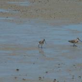 Asiatic dowitcher. Adults foraging. Sumatra, September 2012. Image &copy; Andrew Crossland by Andrew Crossland