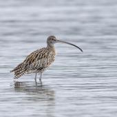 Eastern curlew. Adult waiting for high tide to recede. Mangere Bridge township foreshore, July 2015. Image &copy; Bruce Buckman by Bruce Buckman https://www.flickr.com/photos/brunonz/