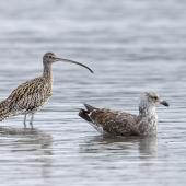 Eastern curlew. Adult with immature southern black-backed gull nearby. Mangere Bridge township foreshore, July 2015. Image &copy; Bruce Buckman by Bruce Buckman https://www.flickr.com/photos/brunonz/