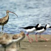 Eastern curlew. Adult (left) with pied stilts and bar-tailed godwits. Manawatu River estuary, February 2008. Image &copy; Alex Scott by Alex Scott