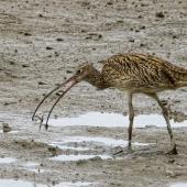 Eastern curlew. Adult catching a crab. Cairns foreshore,  Queensland,  Australia, July 2017. Image &copy; Rebecca Bowater by Rebecca Bowater FPSNZ AFIAP www.floraandfauna.co.nz