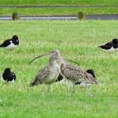Eastern curlew. Two adults roosting with South Island pied oystercatchers. Mangere Bridge, Auckland, November 2015. Image &copy; Jacqui Geux by Jacqui Geux