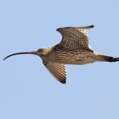 Eastern curlew. Ventral view of adult in flight. Yalu Jiang National Nature Reserve, China, April 2010. Image &copy; Phil Battley by Phil Battley